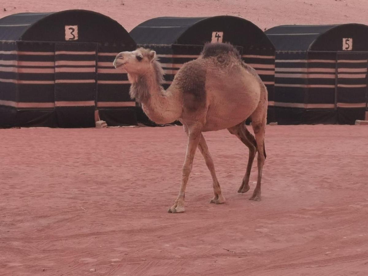 Desert Dream Camp Wadi Rum Esterno foto