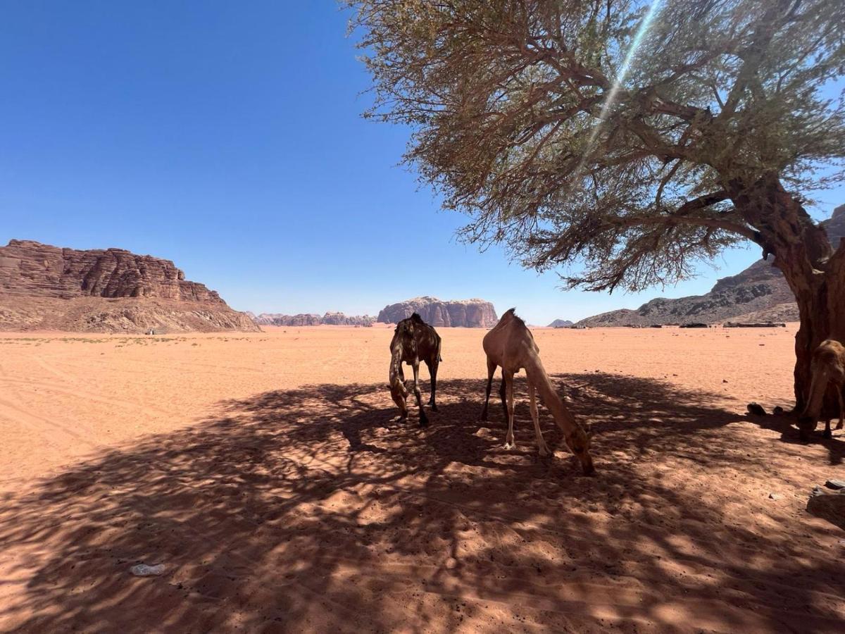 Desert Dream Camp Wadi Rum Esterno foto