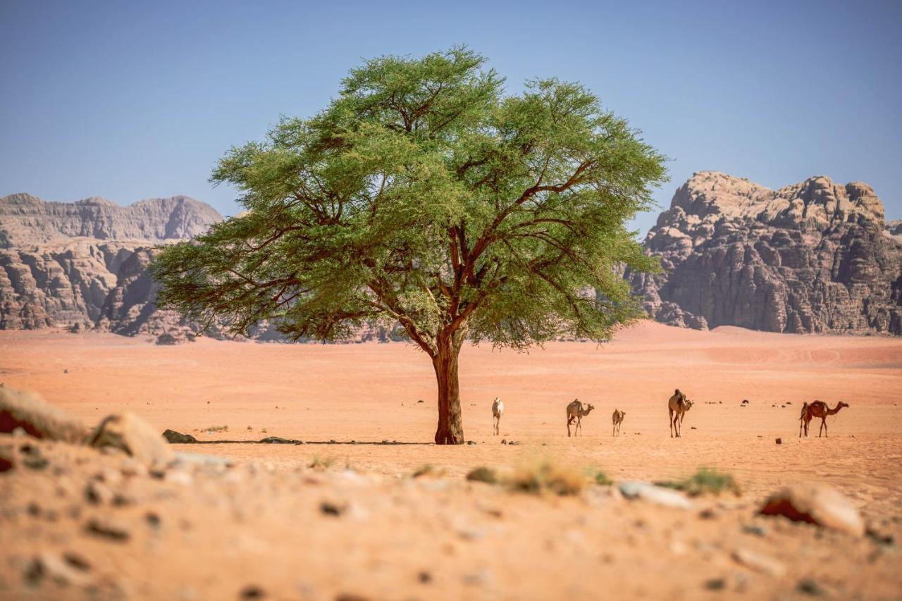 Desert Dream Camp Wadi Rum Esterno foto